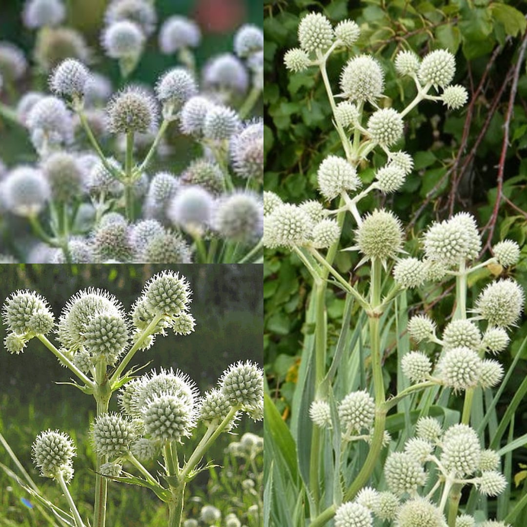 Seeds for Planting Eryngium Yuccifolium Seeds Button Eryngo Etsy