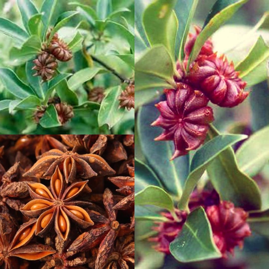 Seeds for Planting, Illicium Verum Seeds, Staranise Tree, Bulk