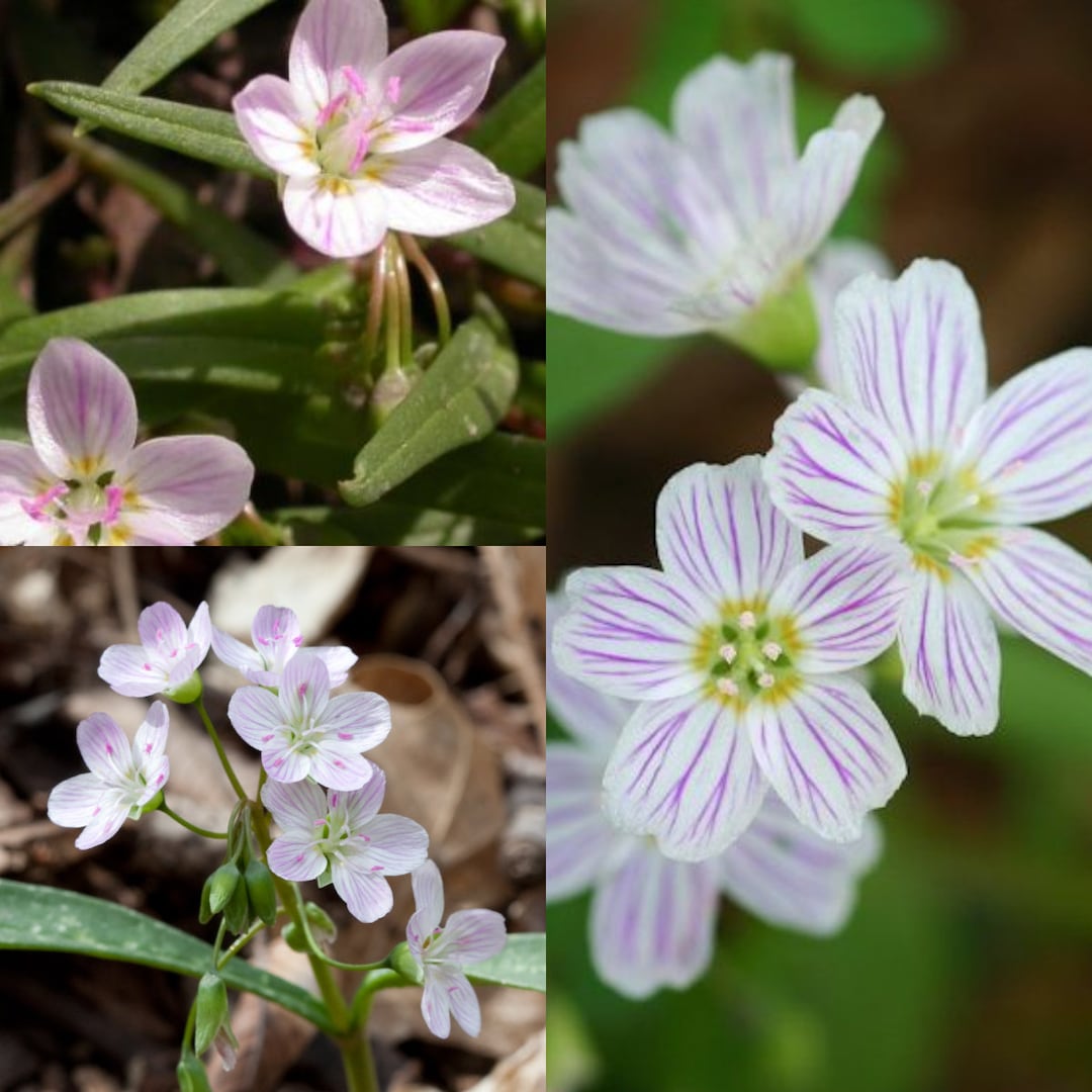 Seeds for Planting, Claytonia Virginica Seeds, Virginia Springbeauty