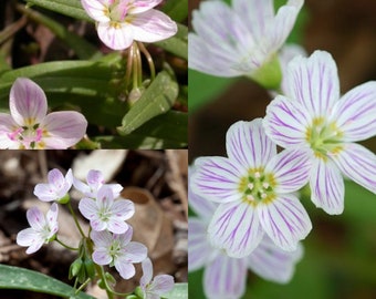 Seeds for planting, Claytonia virginica seeds, Virginia springbeauty, eastern spring beauty, grass-flower, fairy spud, ~ bulk wholesale seed