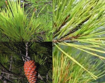 Seeds for planting, Pinus halepensis brutia seeds, Calabrian Pine, Turkish Pine, Brutia Pine, East Mediterranean Pine,~ bulk wholesale seed.