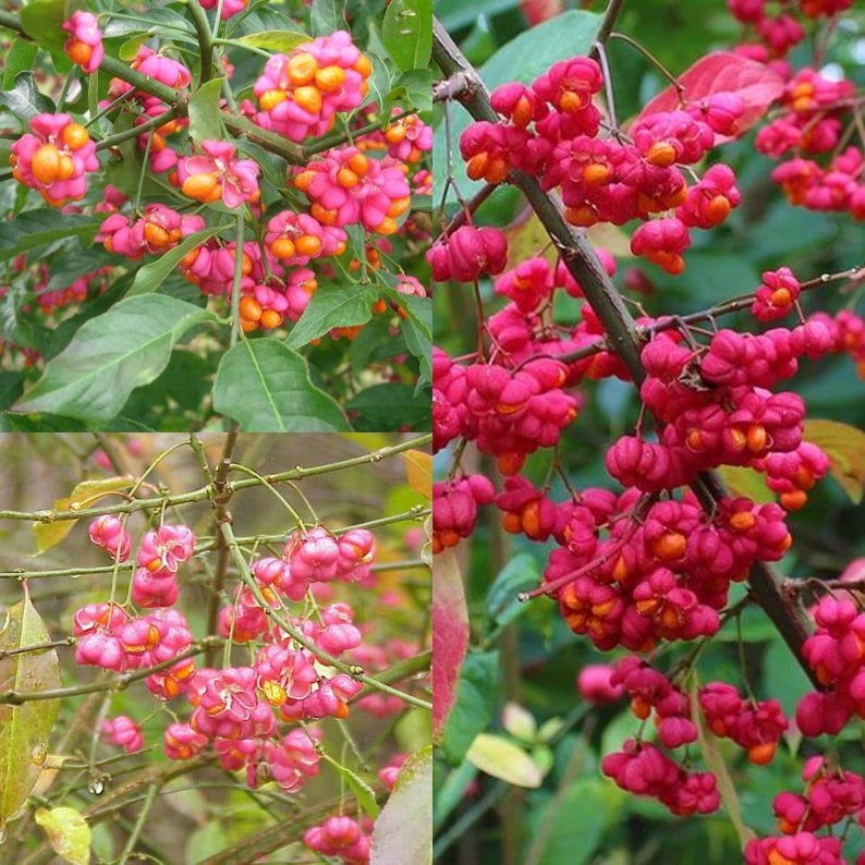 Seeds for planting, Euonymus europaea seeds, European Euonymus, bulk wholesale seed. image 1