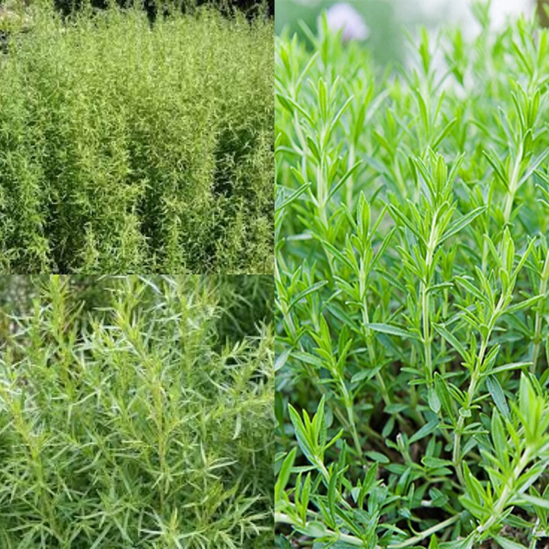 50+ Mountain Big Sagebrush Seeds (Artemisia Tridentata Vaseyana) - Great For Planting, Xeriscaping, Wildlife Habitat 4 thumbnail image