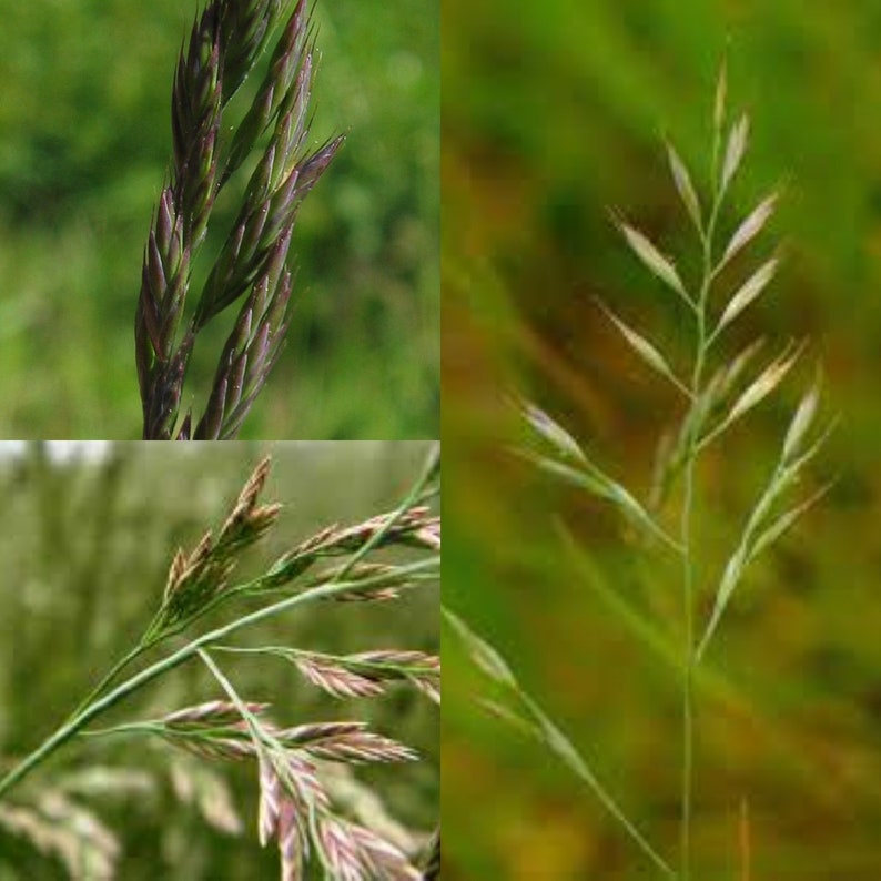 Seeds for planting, Festuca rubra seeds, Red Fescue, Creeping Red Fescue, bulk wholesale seed. image 1