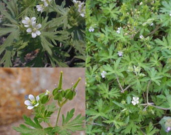 Seeds for planting, Geranium carolinianum seeds, carolina crane's-bill, carolina geranium, ~ bulk wholesale lot 30 seeds.