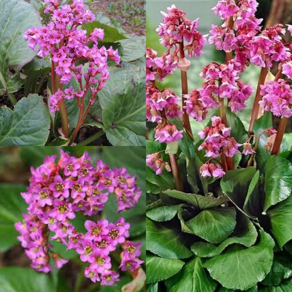 Seeds for planting, Bergenia cordifolia seeds, Elephant-Eared Saxifrage, Elephant's Ears, ~ bulk wholesale lot 59 seed