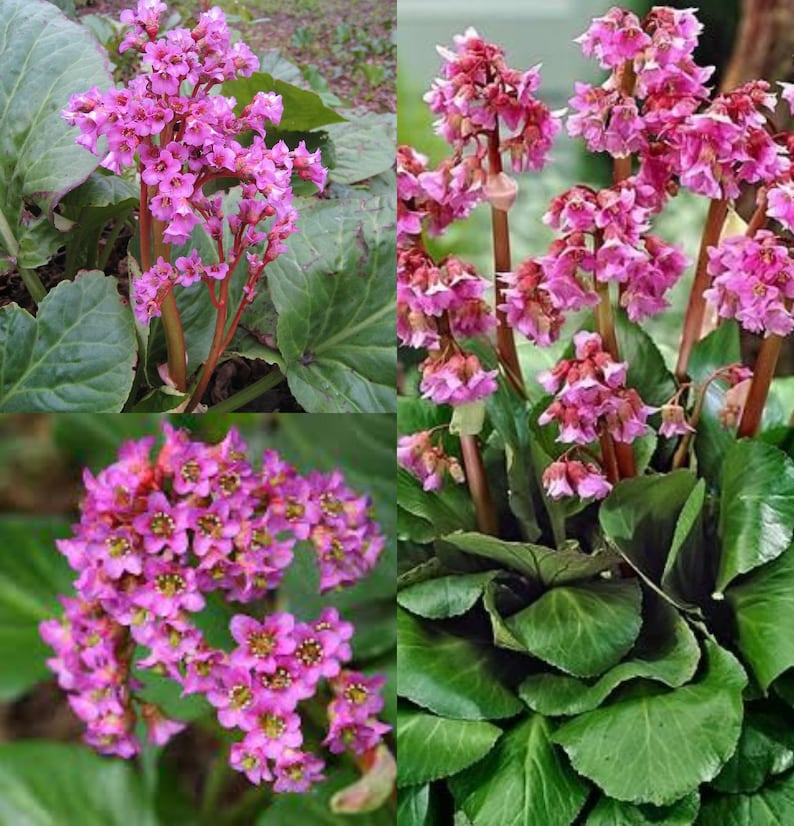 Seeds for planting, Bergenia cordifolia seeds, Elephant-Eared Saxifrage, Elephant's Ears, bulk wholesale lot 59 seed image 1