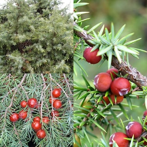 May include: Close-up of a juniper plant with green needles and red berries. The image shows the plant in different perspectives, highlighting the texture of the foliage and the round, ripe berries. The berries are a deep red color.