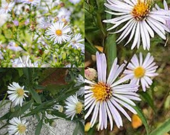 Seeds for planting, Symphyotrichum lanceolatum seeedds, White panicle aster,~ bulk wholesale seeds.