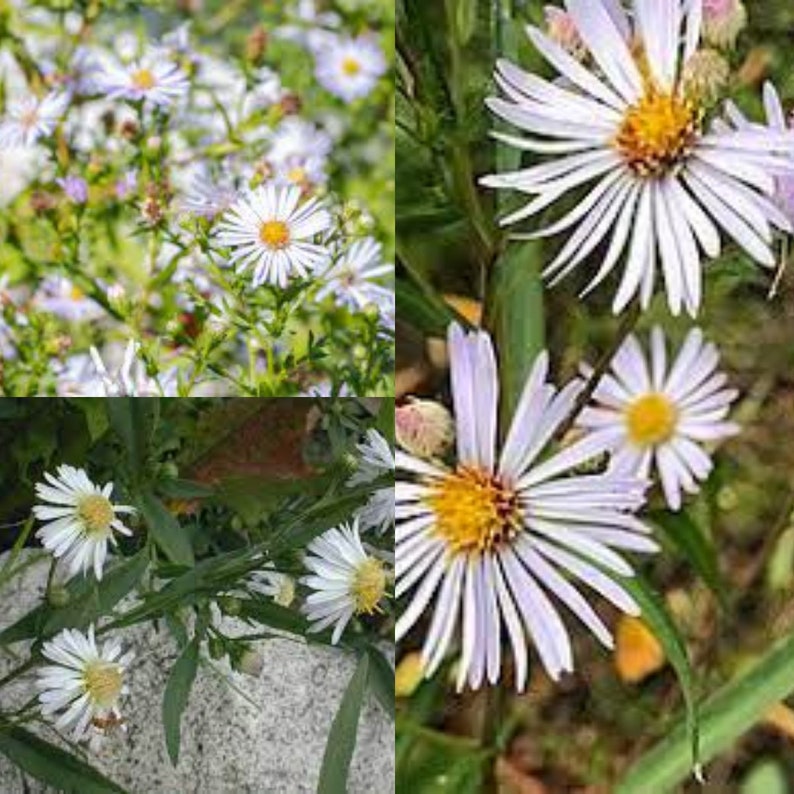 Seeds for planting, Symphyotrichum lanceolatum seeedds, White panicle aster, bulk wholesale seeds. image 1