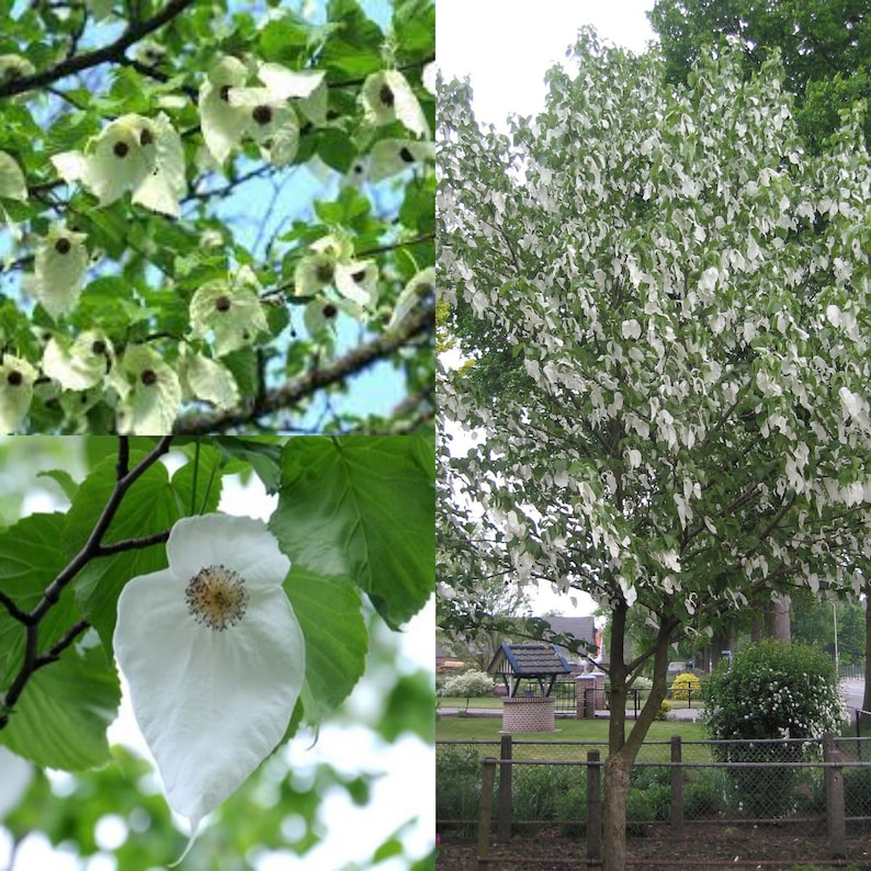 Seeds for planting, Davidia involucrata seeds, Dove Tree, Handkerchief Tree, Laundry Tree, Ghost Tree, bulk wholesale seeds. image 1