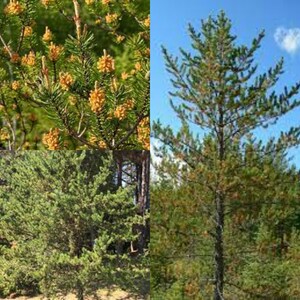May include: Three images of pine trees. The first image shows a close-up of a pine tree branch with yellow pine cones. The second image shows a pine tree in a forest setting. The third image shows a pine tree with a blue sky in the background.