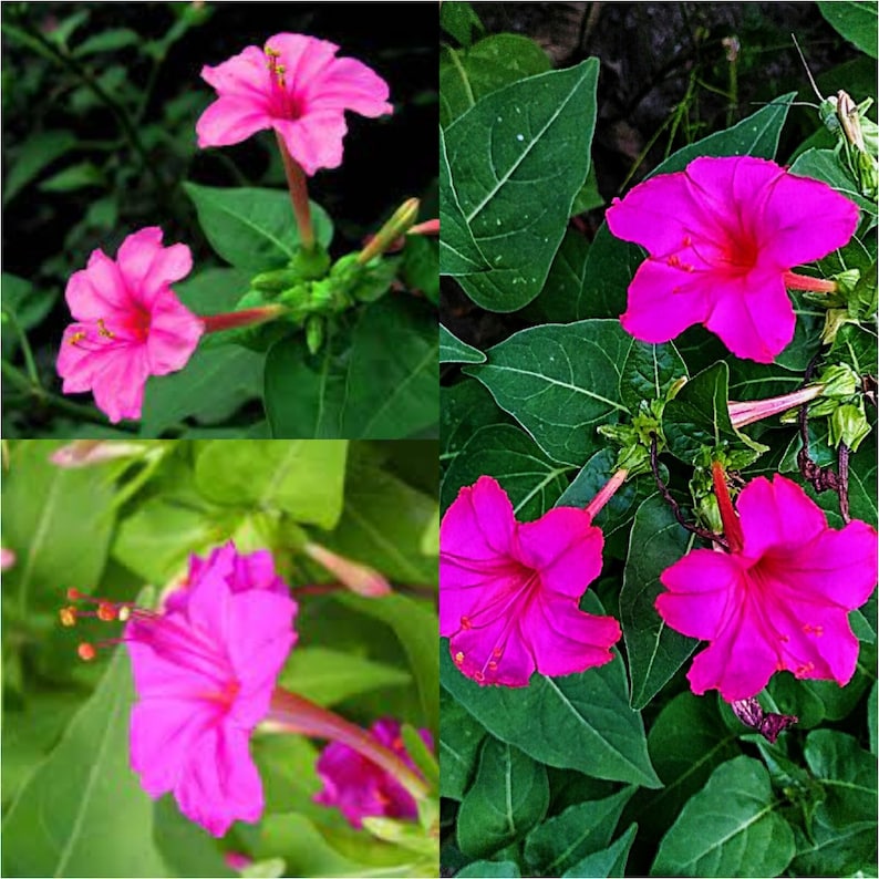 Seeds for Planting, Mirabilis Jalapa Seeds, Marvel of Peru, Four