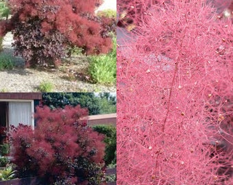 Seeds for planting, Cotinus coggygria Purpureus seeds, Purple Smoke Bush, Purple Smoketree, Smoke Bush,~ bulk wholesale seeds.