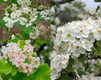 Seeds for planting, Crataegus mollis seeds, Red Haw, Downy hawthorn,~ bulk wholesale seeds.