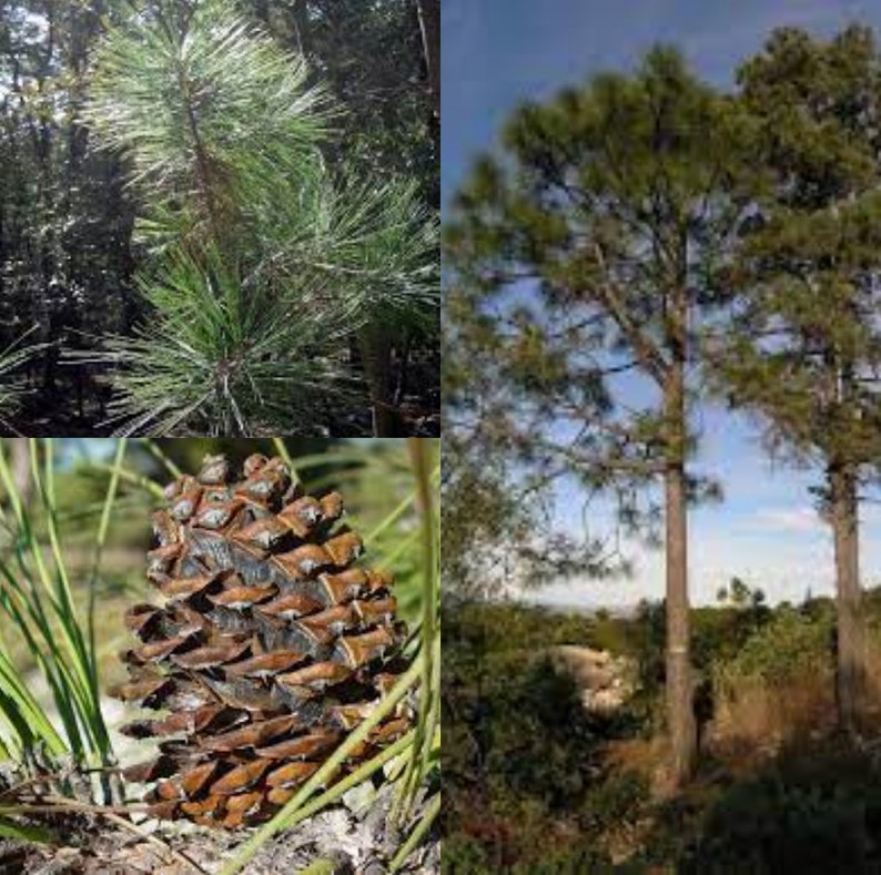 Seeds for planting, Pinus arizonica seeds, Arizona Pine, bulk wholesale seed. image 1