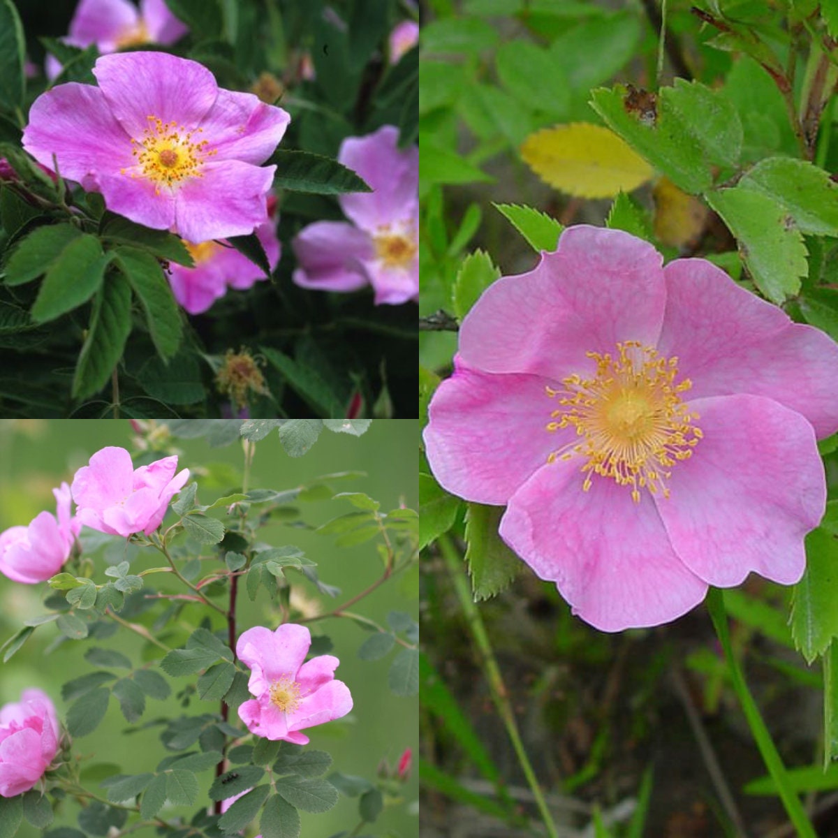 Seeds for Planting Rosa Blanda Seeds Early Wild Rose Smooth Etsy