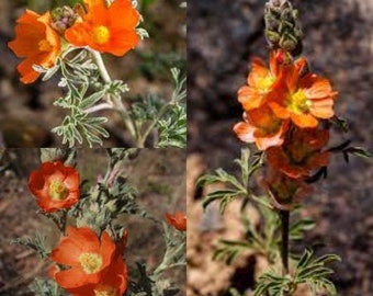 Seeds for planting, Sphaeralcea coccinea seeds, Scarlet globemallow, Copper mallow, Red falsemallow,~ bulk wholesale seeds.