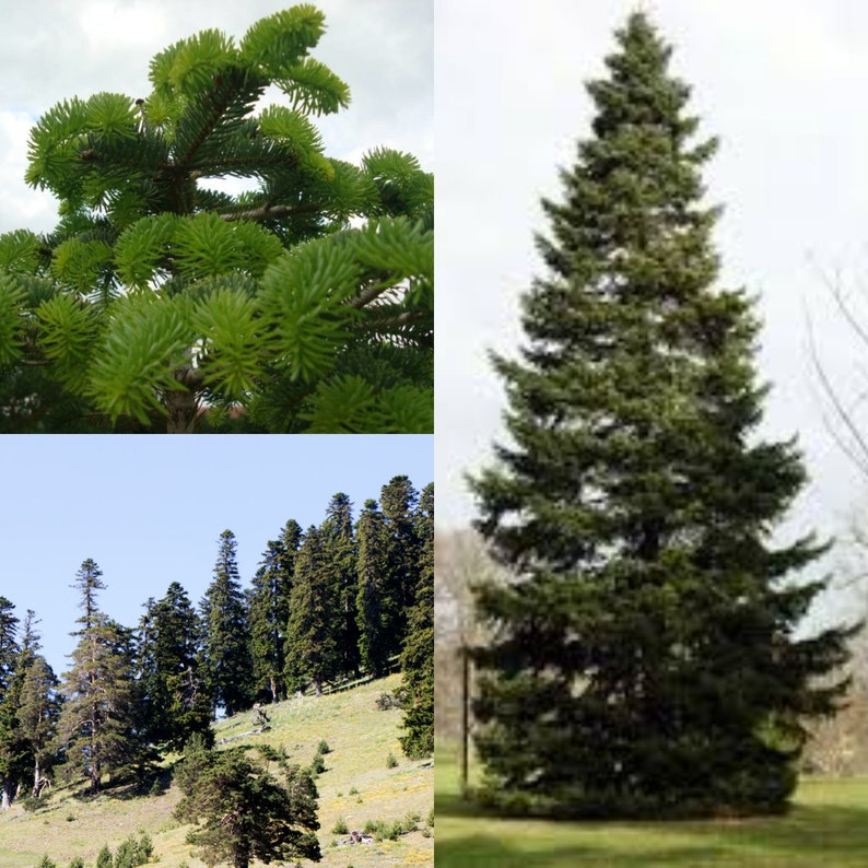 Seeds for planting, Abies nordmanniana Turkey seeds, Nordmann Fir, Caucasian Fir, bulk wholesale seeds. image 1