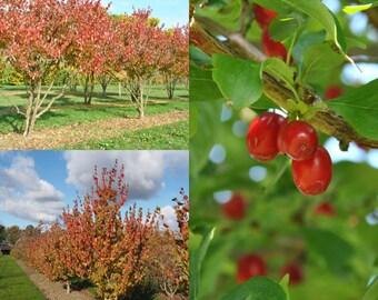 Seeds for planting, Cornus officinalis seeds, Asiatic Dogwood, Japanese Cornel Dogwood, ~ bulk wholesale lot seed.