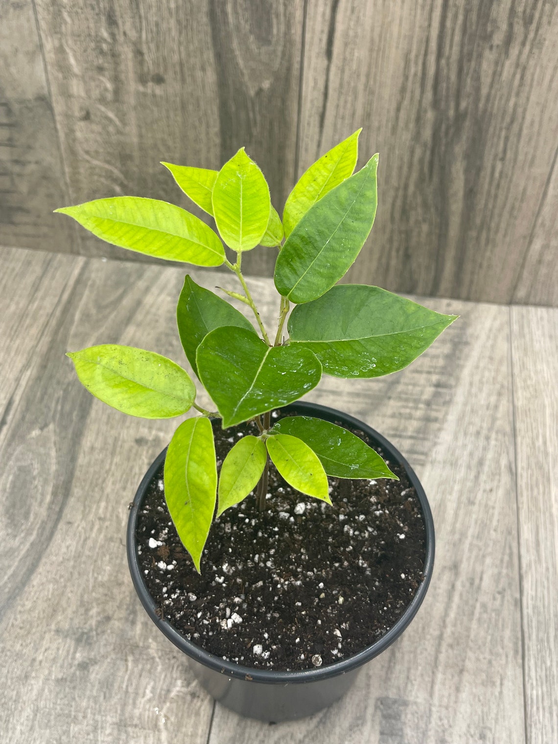 Plinia Edulis Cambuca LIVE TREE Etsy