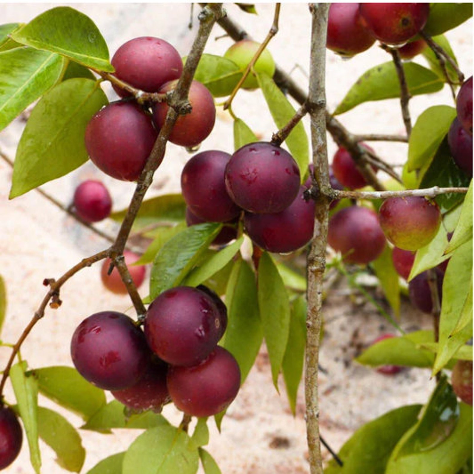 Myrciaria Dubia Camu Camu 5 Seeds Etsy