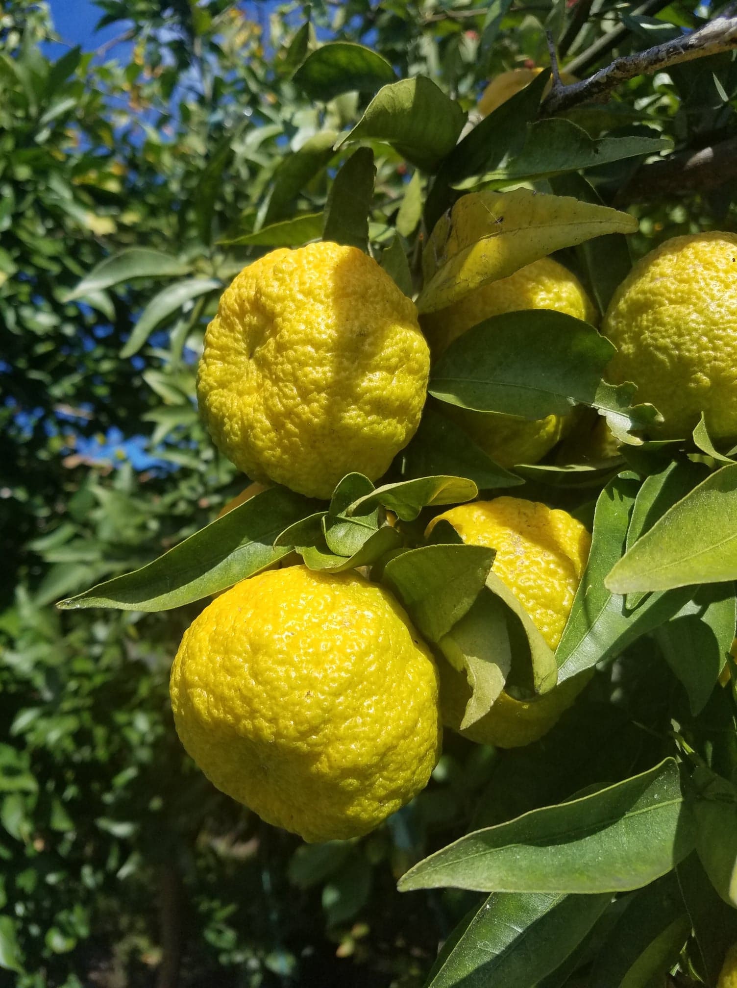 CITRUS X PYRIFORMIS 5 FRESH SEEDS GIANT PONDEROSA LEMON AMERICAN HEIRLOOM CITRUS X PYRIFORMIS 5 FRESH SEEDS GIANT PONDEROSA LEMON AMERICAN HEIRLOOM