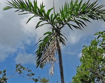 Bactris Ferruginea Seeds