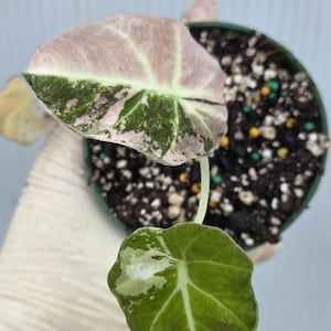 Allocasia Black velvet pink variegated well rooted starter plant in 3" pot B3G1