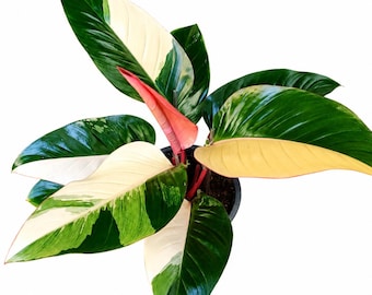 May include: A Philodendron plant in a black pot featuring variegated leaves with deep green, creamy white, and soft pink coloration. The foliage is glossy and pointed, with some leaves showing distinct color blocks and others displaying marbled patterns.
