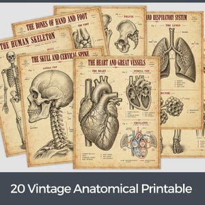 May include: A collection of vintage-style anatomical prints featuring detailed black ink illustrations on aged beige paper. The posters display various human body parts including the heart, lungs, skull, cervical spine, and skeleton with labels.