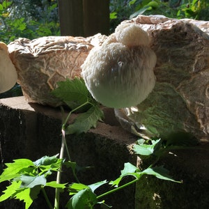 2kg Lion’s Mane Grow Kit - Hericium erinaceus