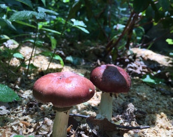 Wine Cap- Stropharia rugosoannulata