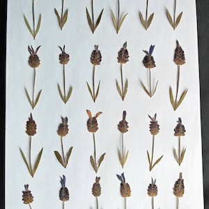 Twenty-four natural flowers of Lavandula or Cantueso. Pressed flowers.