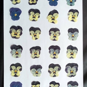 Twenty-four natural Pansy flowers. Dried flowers.