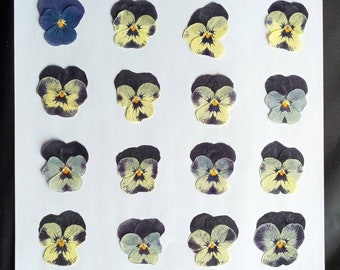 Vierundzwanzig natürliche Stiefmütterchenblüten. getrocknete Blumen.