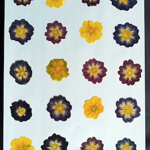 Twenty-four natural pressed primrose flowers.