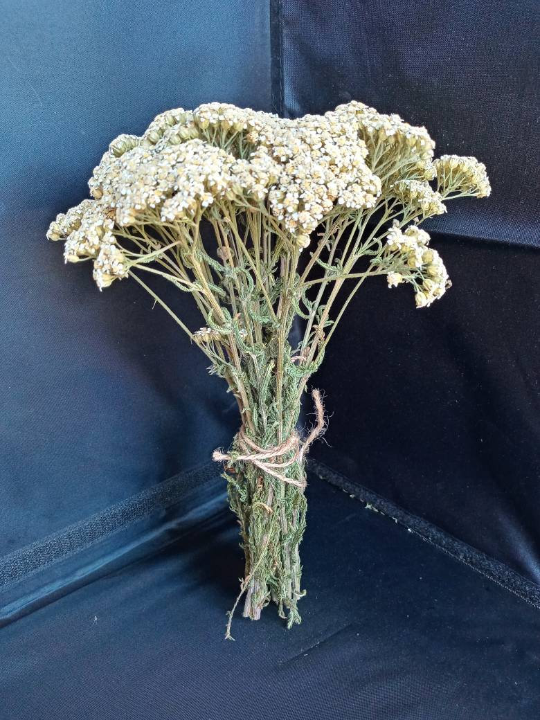 Flores secas frescas naturales Gypsophila paniculata, ramos de flores de  aliento de bebé, regalo y decoración de boda, decoración del hogar, 40-50cm