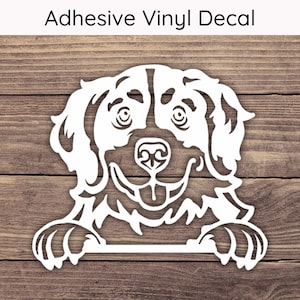 Berner sennenhond gluren sticker, Bernie hond vinyl stickers, puppy bumpersticker, speelse gluren stickers, hond moeder sticker, schattige Berner sticker