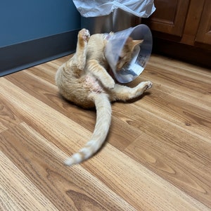 May include: A ginger cat wearing a clear plastic cone around its neck, lying on a light brown wood floor.