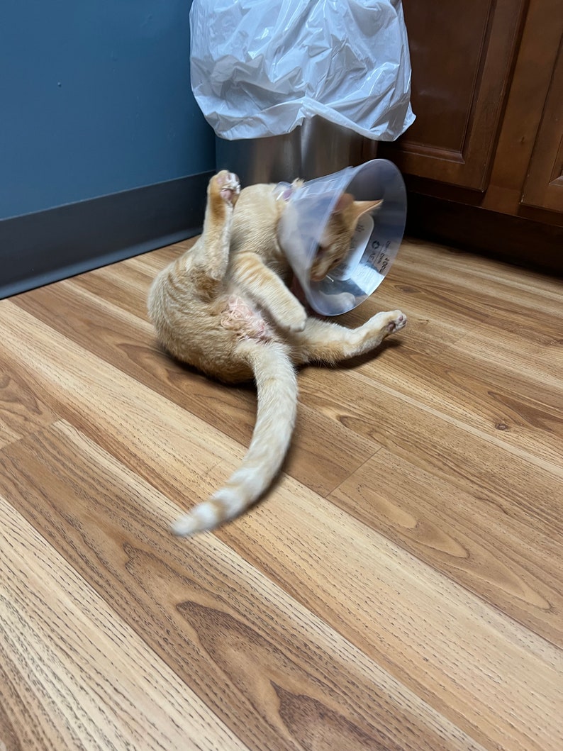 May include: A ginger cat wearing a clear plastic cone around its neck, lying on a light brown wood floor.