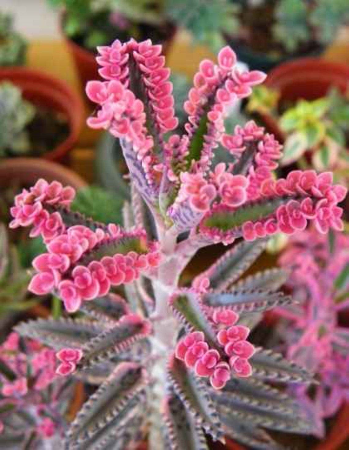 50 Pink Butterfly Kalanchoe Succulent the most rare Etsy