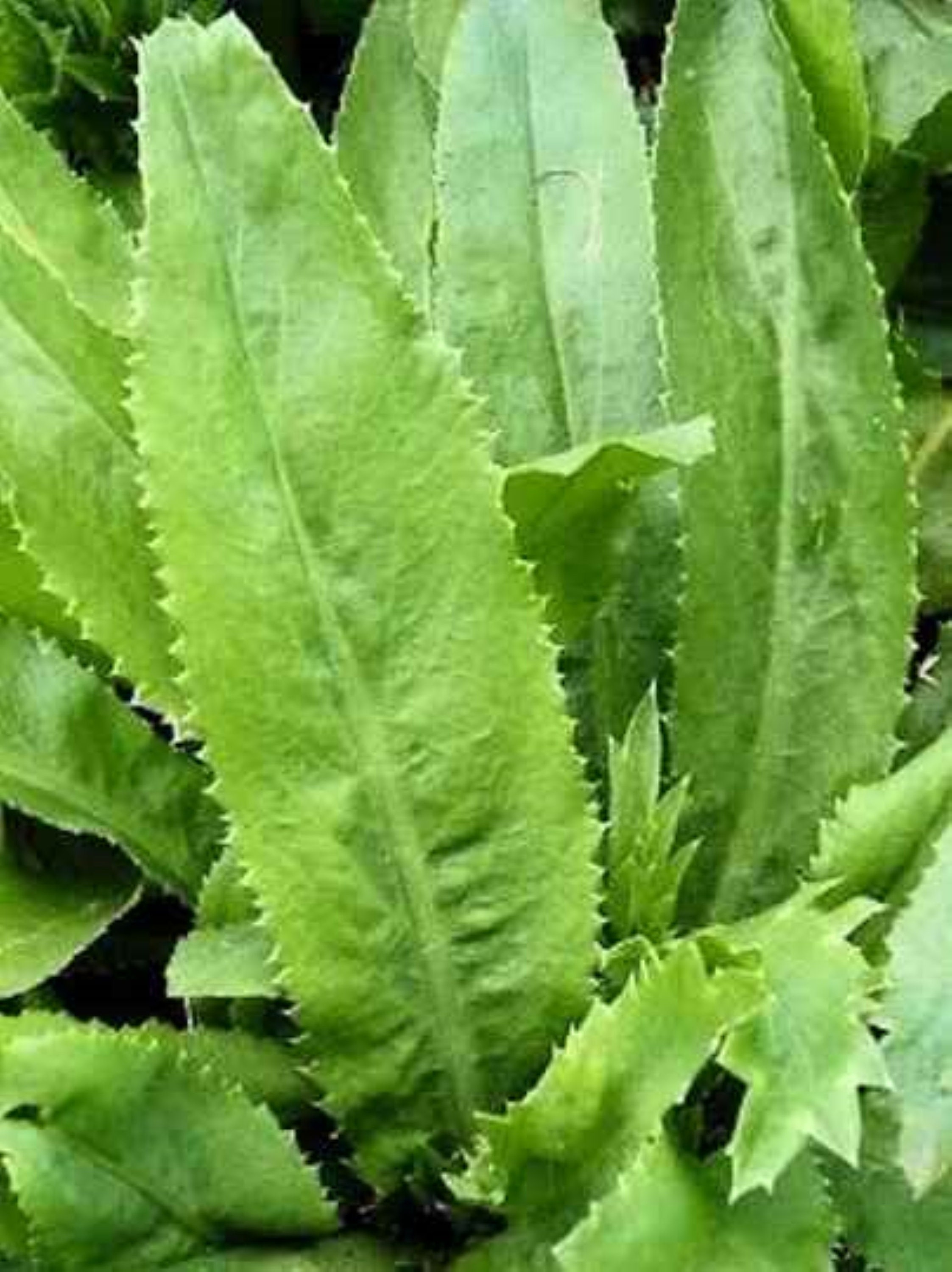 RECAO 500000 CULANTRO Parsley Plant Coriander Long Seeds