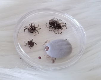 Ixodid Tick Life Cycle Box | 2 species available | Gift For Vets | Parasitology | Science Art | Gift For Science Lover