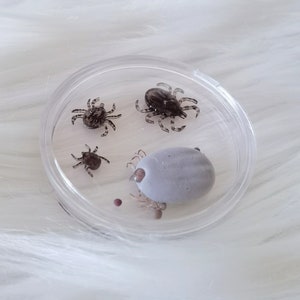 Ixodid Tick Life Cycle Box | 2 species available | Gift For Vets | Parasitology | Science Art | Gift For Science Lover