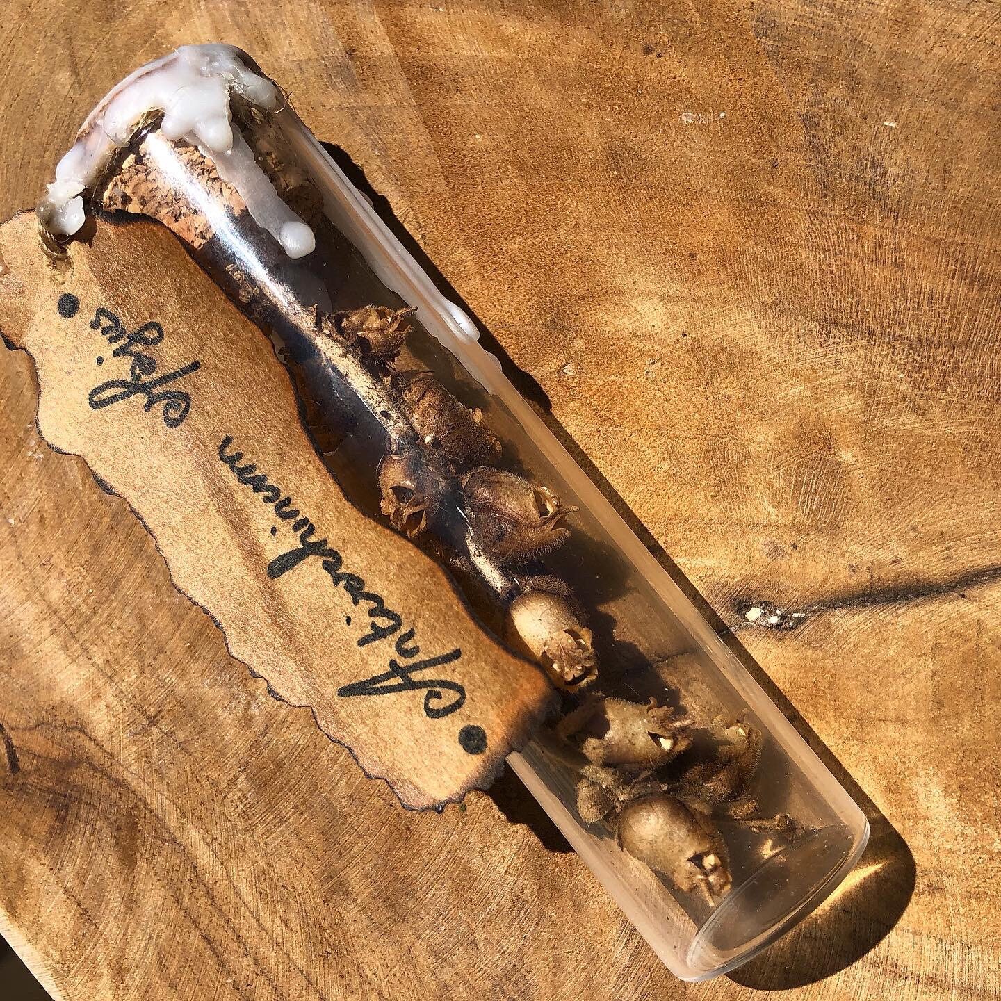 Fiole de Fleurs Séchées Crane