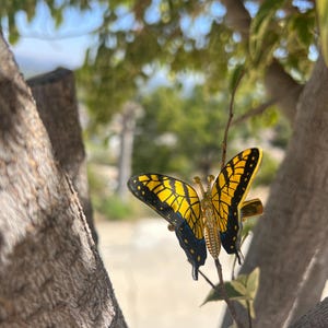 May include: A butterfly hair clip with yellow and black wings, attached to a small branch. The clip has a gold-coloured body. The background is a blurred natural scene of trees and sky.