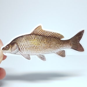 Adesivo meme "Carpa" - L'adesivo pesce per gli amanti degli animali! Assurdo e incredibilmente divertente!