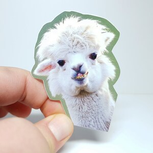 6x4,9cm Meme Sticker "Alpaka" Lustiger Aufkleber