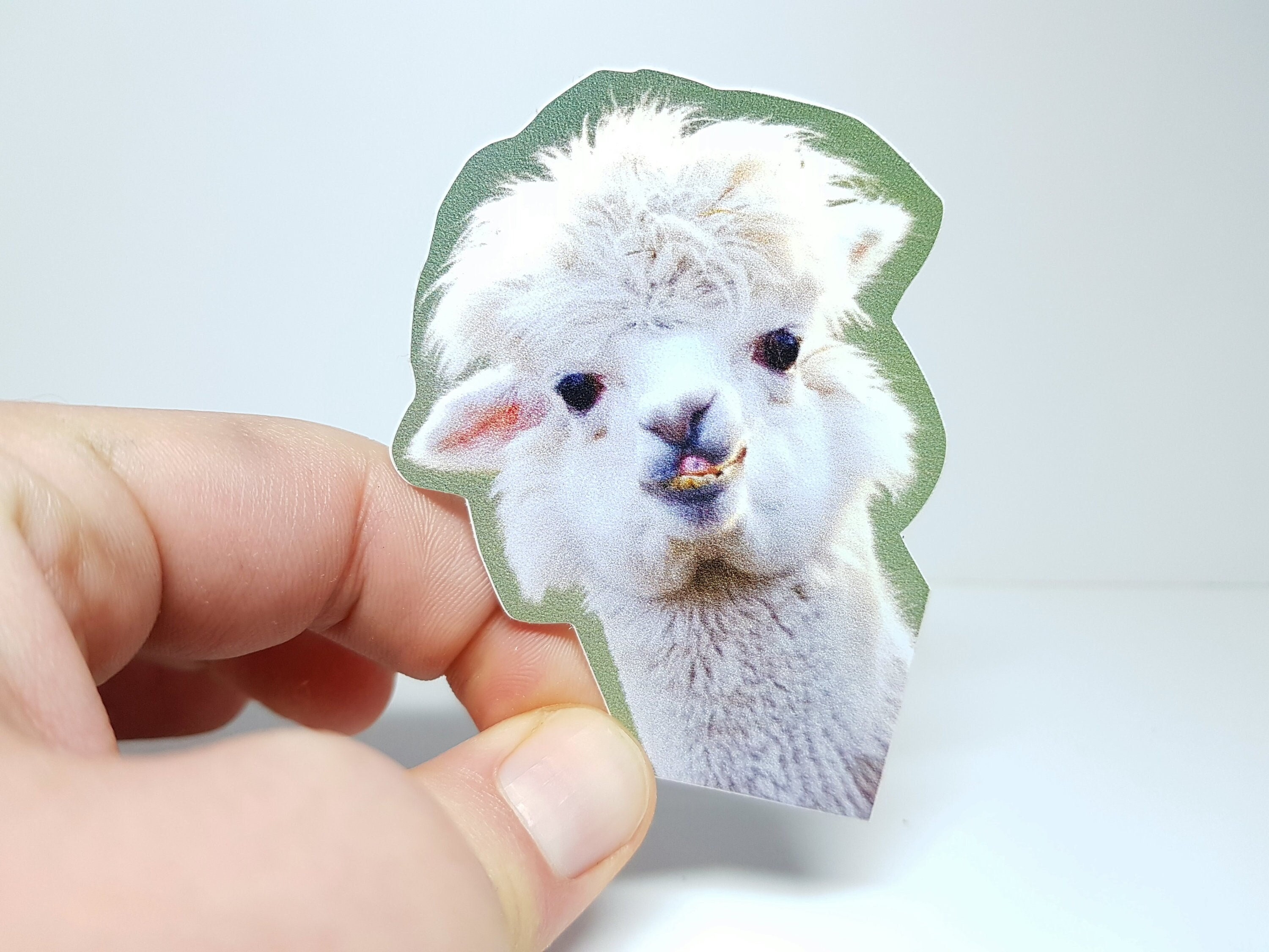 Alpaca Meme